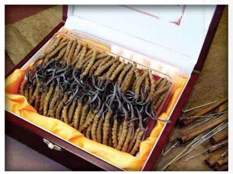 云梦冬虫夏草回收